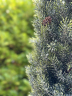 Pinetree Mix | Décoration Naturelle Inspirée Des Forêts | Valuna