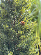 Pinetree Mix | Décoration Naturelle Inspirée Des Forêts | Valuna