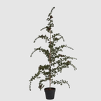 Cèdre | Vert 115 cm | Valuna