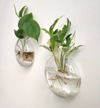 AquaPod | Forme Oblate Verre Plantes Murales | Valuna