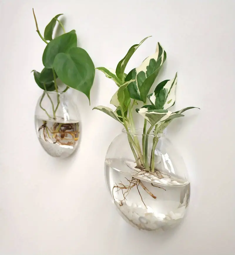 AquaPod | Forme Oblate Verre Plantes Murales | Valuna