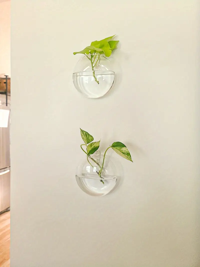 AquaPod | Forme Oblate Verre Plantes Murales | Valuna