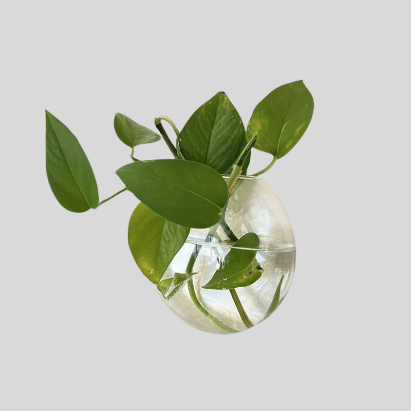 AquaPod | Forme Oblate Verre Plantes Murales | Valuna