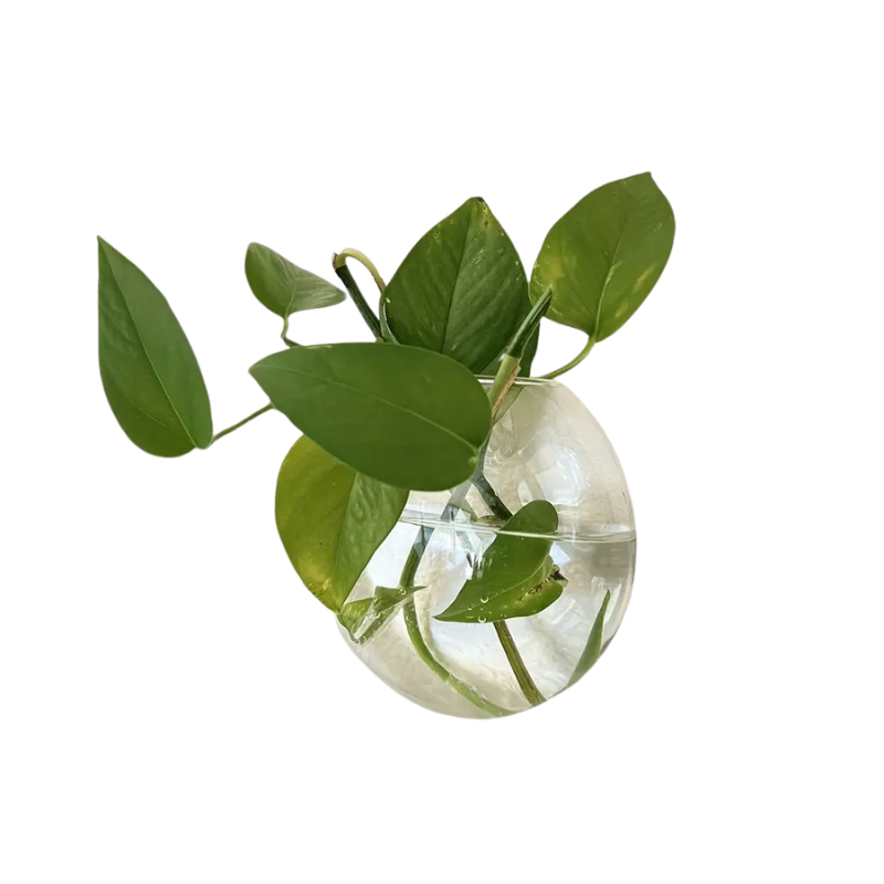 AquaPod | Forme Oblate Verre Plantes Murales | Valuna