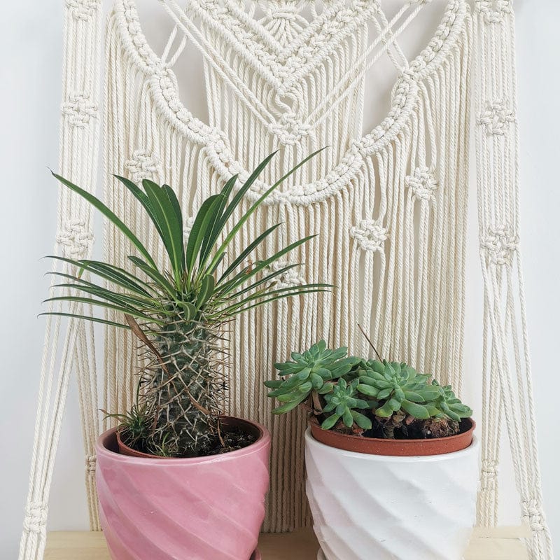 Boho Weave | Étagère Murale En Tapis Tissé À La Main Pour Décoration Et Plantes | Valuna